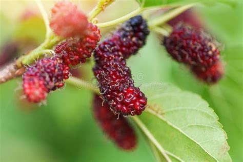 Illustration comparative des fruits du Morus (mûre d'arbre) et du Rubus (mûre de ronce)