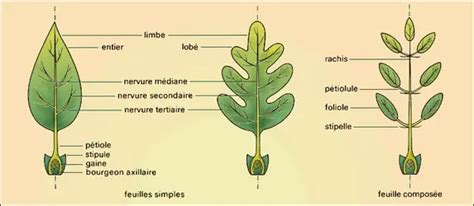 Schéma de la feuille composée palmée d'une ronce fruitière