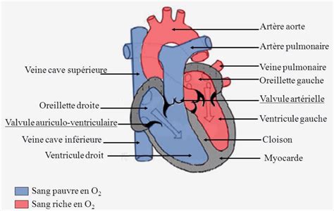 Schéma simplifié du développement cardiaque montrant l'alignement des cavités : sinus veineux, oreillette, ventricule et bulbe artériel