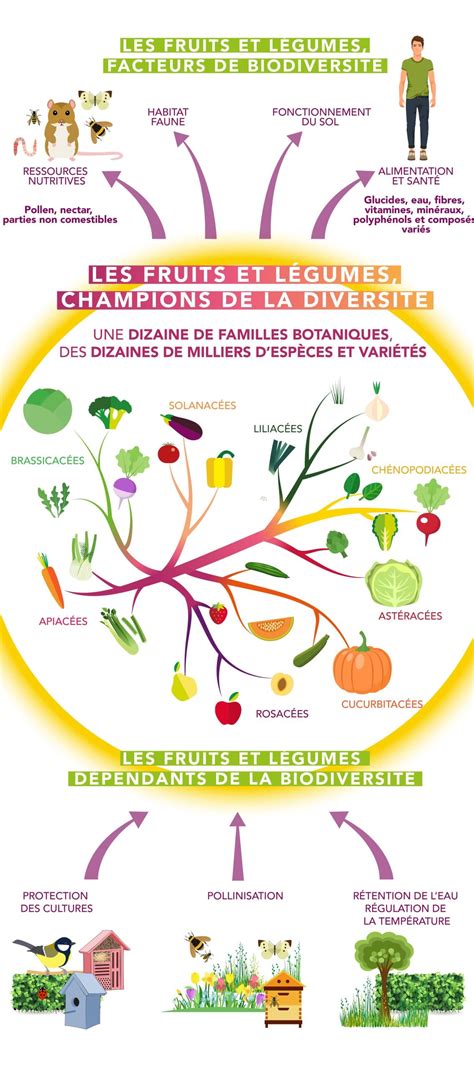 Infographie diversité des fruits et légumes