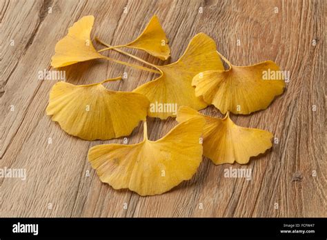feuilles de Ginkgo biloba en éventail et de couleur jaune or à l'automne
