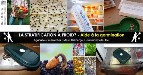 schéma de stratification à froid des graines