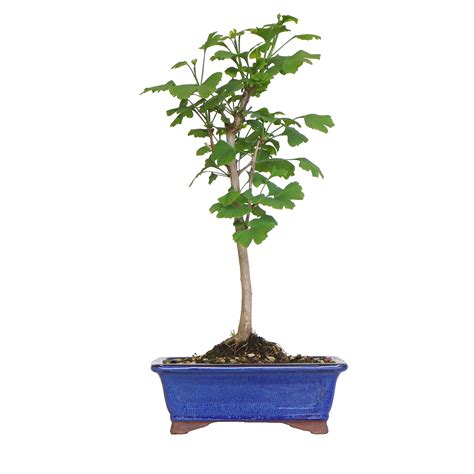 exemple de bonsaï Ginkgo en style 