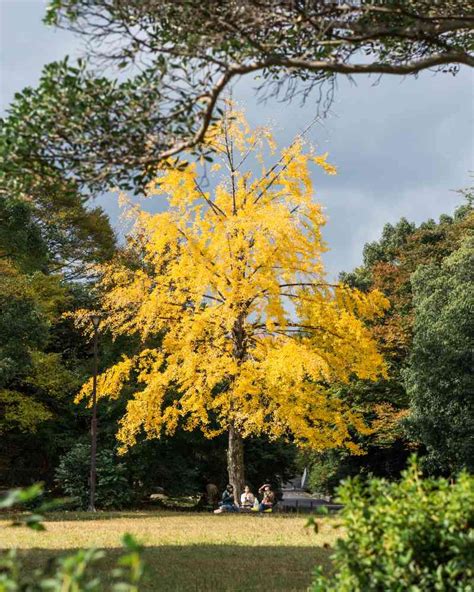 Ginkgo biloba en pleine terre avec un port pyramidal