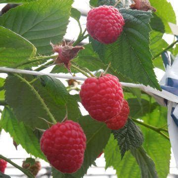 Illustration d'un framboisier 'Marastar' portant de nombreux fruits rouges vifs