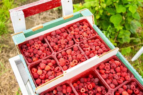 Image d'une corbeille de framboises fraîchement cueillies