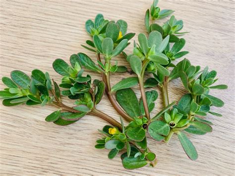 Feuilles de pourpier