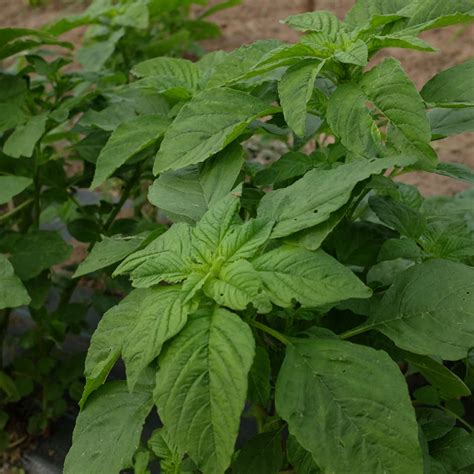 Plante d'amarante avec ses feuilles