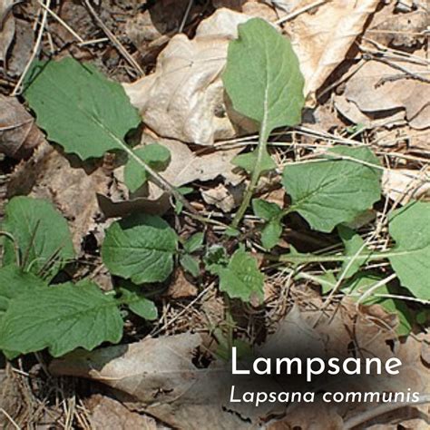Feuilles de lampsane
