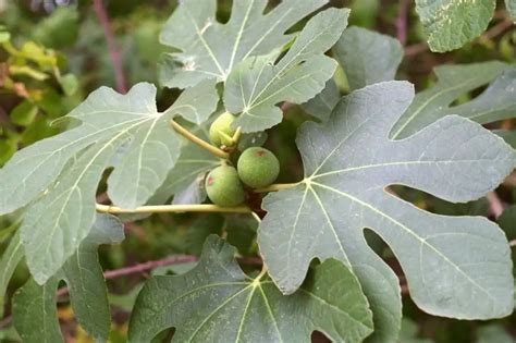 feuilles de figuier utilisées en cuisine