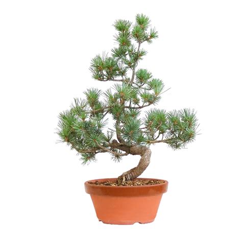 Bonsaï de Pinus parviflora élégant sur une table en bois