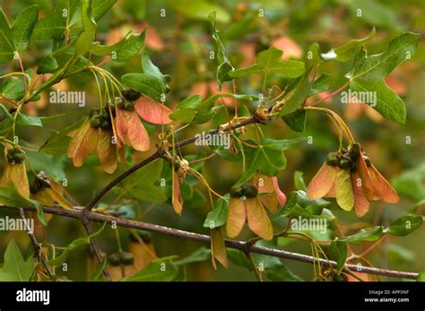Feuillage d'automne de l'érable de Montpellier