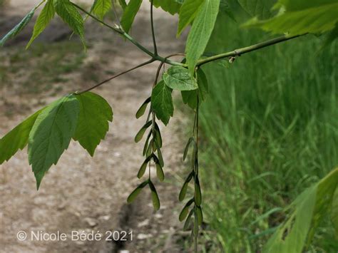 Feuilles composées de l'érable Negundo