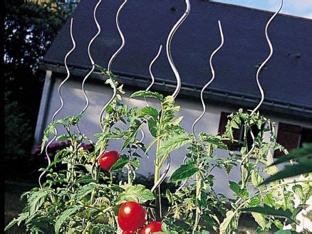 Tuteur spirale pour plants de tomates