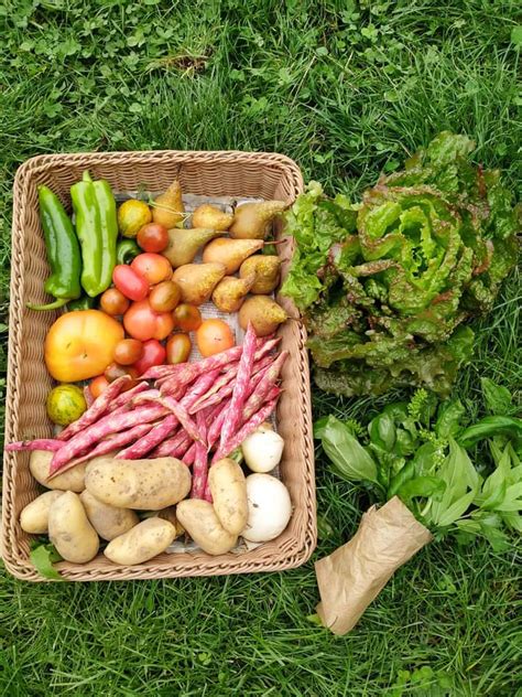 Champ de légumes bio en permaculture