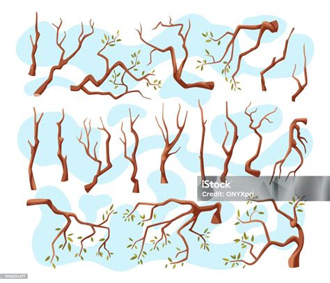 Illustration des différents types de branches et de bourgeons