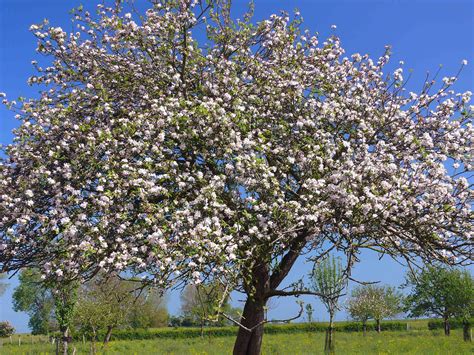 Pommier en fleur
