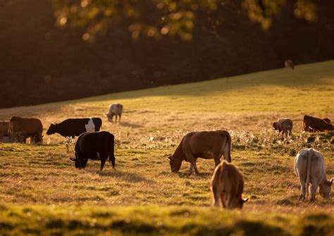 champs et animaux d'élevage