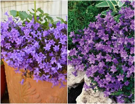 Illustration de diverses campanules bleues en pot et jardinière