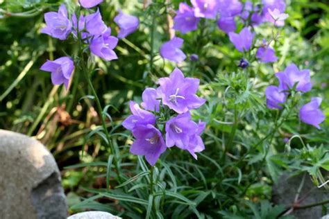 Schéma de l'emplacement idéal pour différentes tailles de campanules dans un jardin