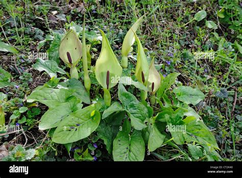 Arum maculatum leaves and flower