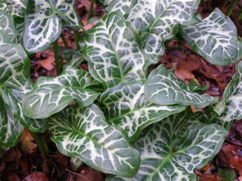 Arum italicum with characteristic white veins