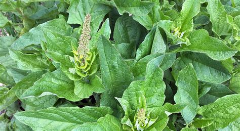 Comparison of Arum maculatum and Chenopode Bon-Henri leaves
