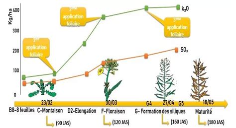 Graphique comparant le coût de la fertilisation avec du compost et des engrais minéraux