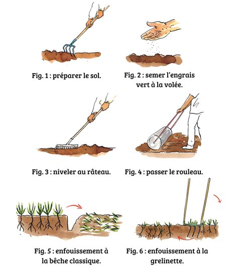 Schéma des étapes de semis et d'entretien du gazon