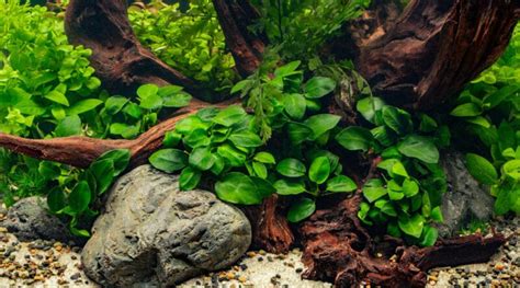 Aquarium avec Anubias en bonne santé et bien fixées