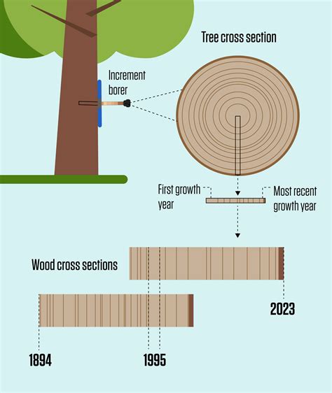 Infographie comparant la croissance d'un arbre en pleine terre versus un bonsaï en pot