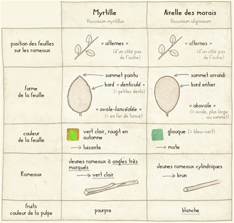 Schéma comparatif entre la myrtille sauvage et l'airelle des marais