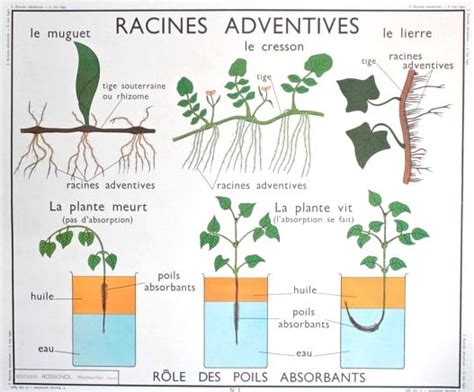 Schéma illustrant les racines adventives du lierre sur une paroi rocheuse