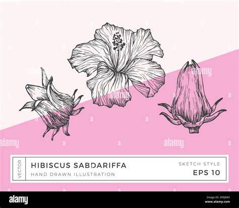 Illustration botanique de l'Hibiscus sabdariffa montrant les fleurs, les feuilles et le calice charnu