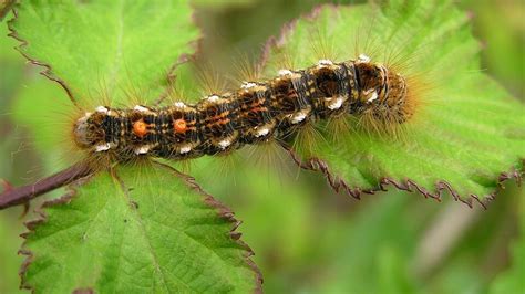 Chenille Bombyx Cul-Brun