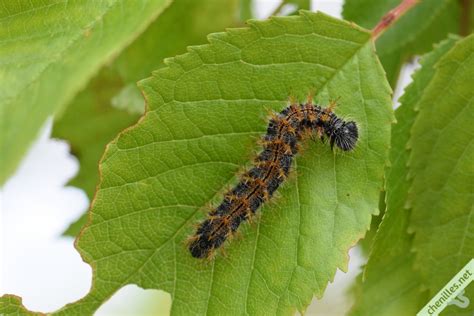 Chenille Grande Tortue
