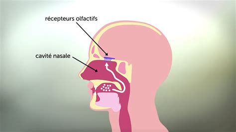 Infographie illustrant la localisation des récepteurs olfactifs dans la cavité nasale et le passage vers le cerveau