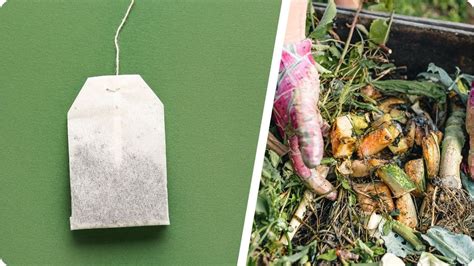Illustration montrant l'enfouissement de sachets de thé compostables au pied d'une plante
