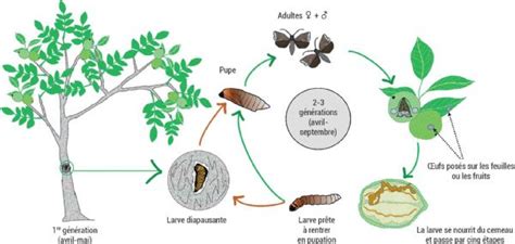 Schéma illustrant le cycle de vie du carpocapse du prunier et les points d'intervention du piégeage