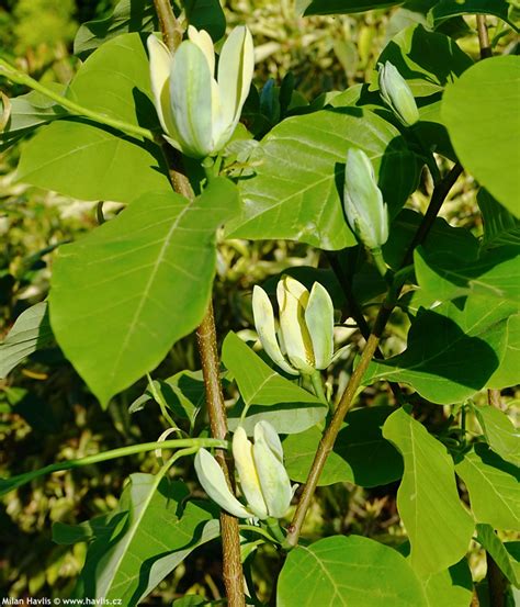 Magnolia accuminata 