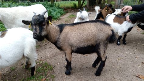 Daims et chèvres naines dans le parc
