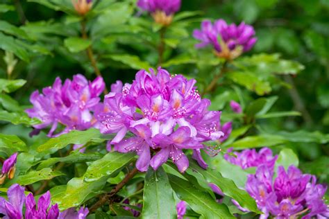 Paysage naturel montagnard où pousse le Rhododendron ponticum
