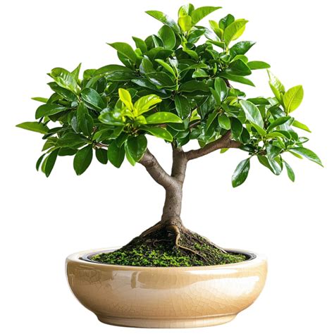 Arbre bonsaï miniature dans un pot