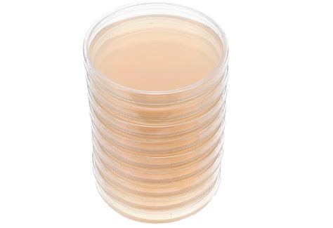 Boîtes de Petri avec culture de mycélium