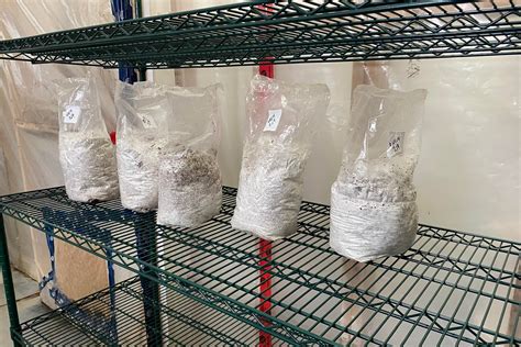 Sacs de mycélium prêts à être inoculés