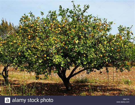 Arbre de Citronnier de Ceylan en forêt