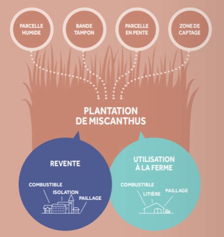 Schéma illustrant les multiples débouchés du miscanthus : énergie, litière, construction et paillage