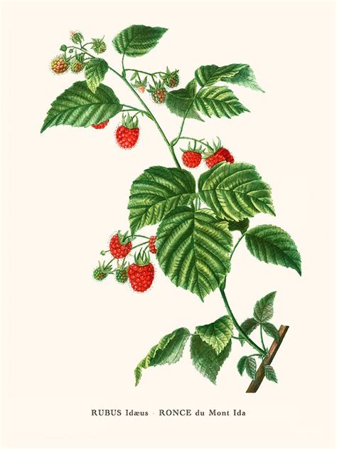 Illustration d'un framboisier en pleine floraison