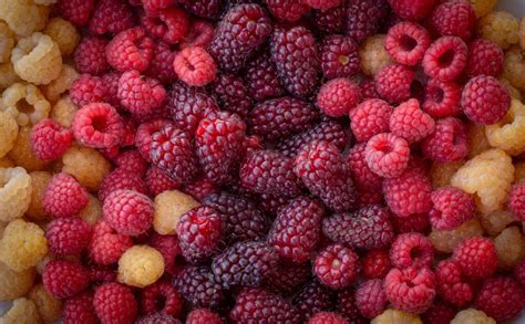 Diversité des couleurs de framboises (rouge, jaune, noire)
