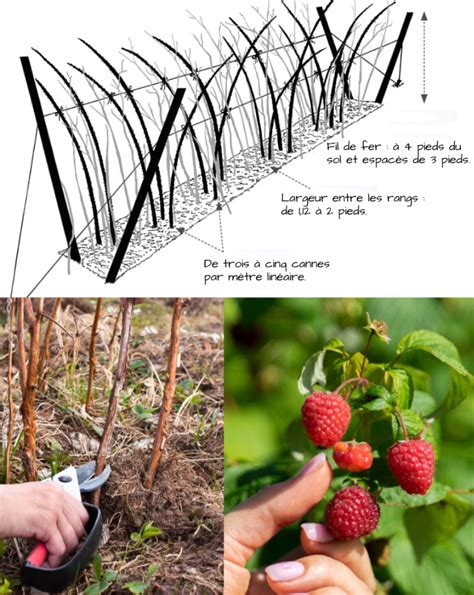 Infographie comparant les rendements des variétés de framboises remontantes et non-remontantes